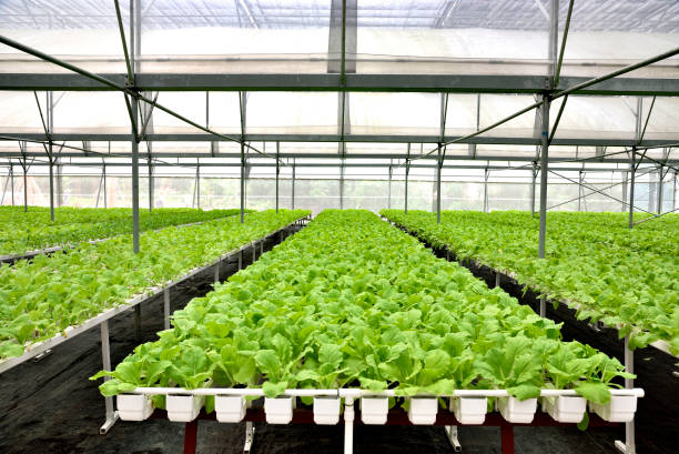 en el cultivo hidropónicos de invernadero de hortalizas - technology farm cameron highlands agriculture fotografías e imágenes de stock