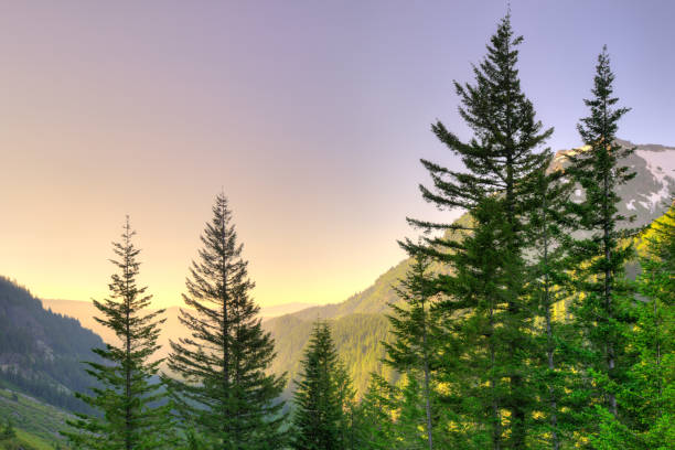 istock Panoramic view of Mount Rainier National Park 939589834