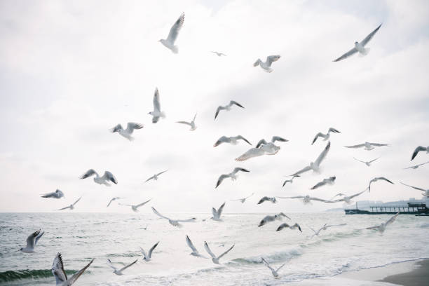 istock seagulls flying in cloudy sky over sea shore 939589864