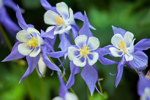 A purple and white Columbine in a flower garden.