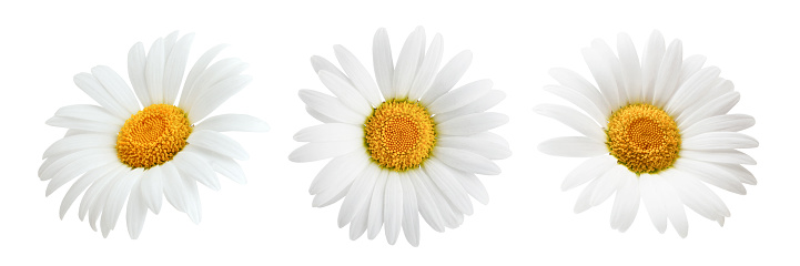 Conjunto de daisy flor aislada sobre fondo blanco photo