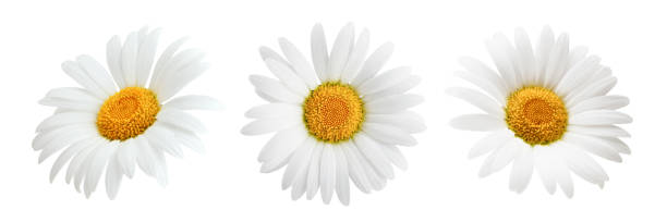 ensemble de fleurs daisy isolé sur fond blanc - flower head bouquet daisy petal photos et images de collection