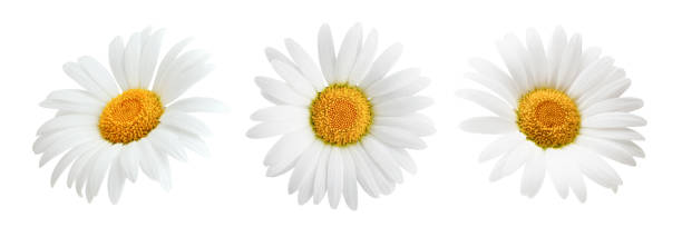 istock Set of daisy flower isolated on white background 939590500
