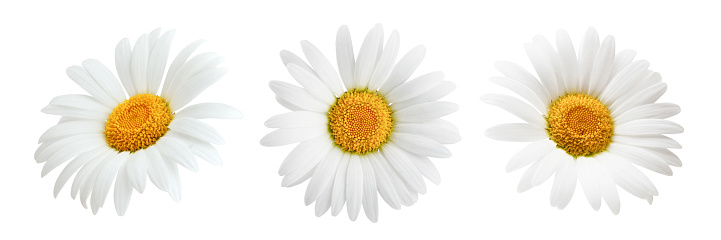 Set of daisy flower isolated on white background as package design element