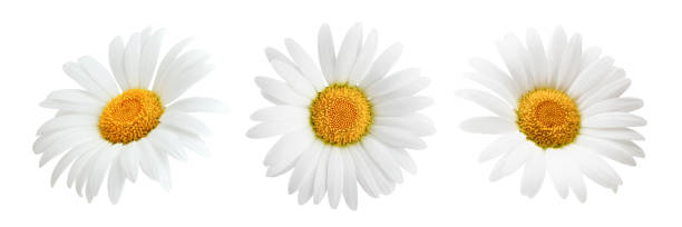 conjunto de flor da margarida isolado no fundo branco - spring close up daisy yellow - fotografias e filmes do acervo