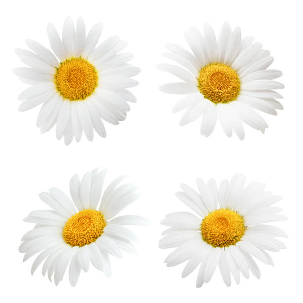 istock Set of daisy flower isolated on white background 939590508