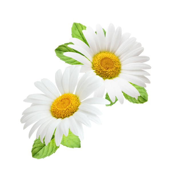 istock Composition of daisy flowers with mint leaves isolated on white background 939590514