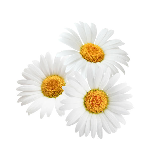 istock Composition of daisy flowers isolated on white background 939590516
