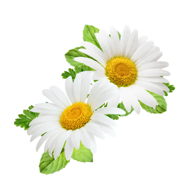 istock Composition of daisy flowers with mint leaves isolated on white background 939590520