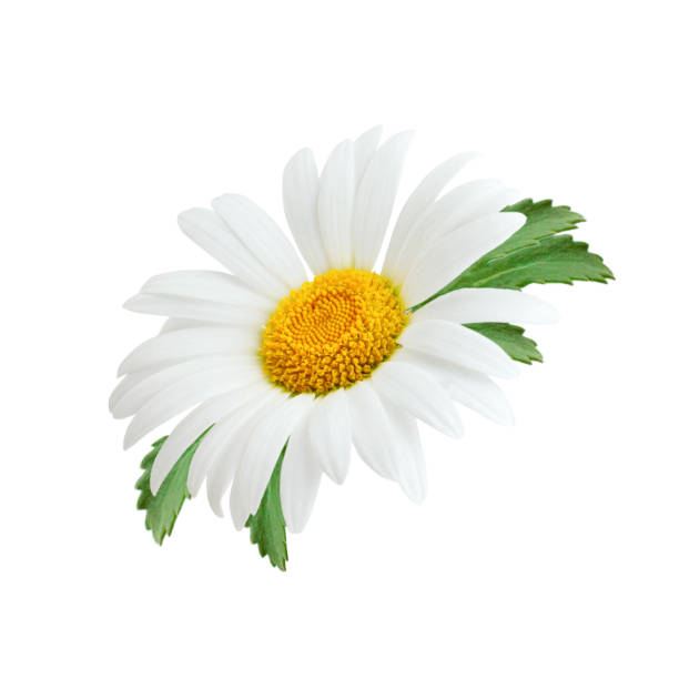 istock Daisy flower with leaves isolated on white background 939590546