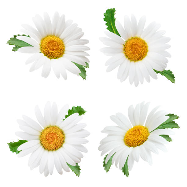 istock Set of daisy flower with leaves isolated on white background 939590548