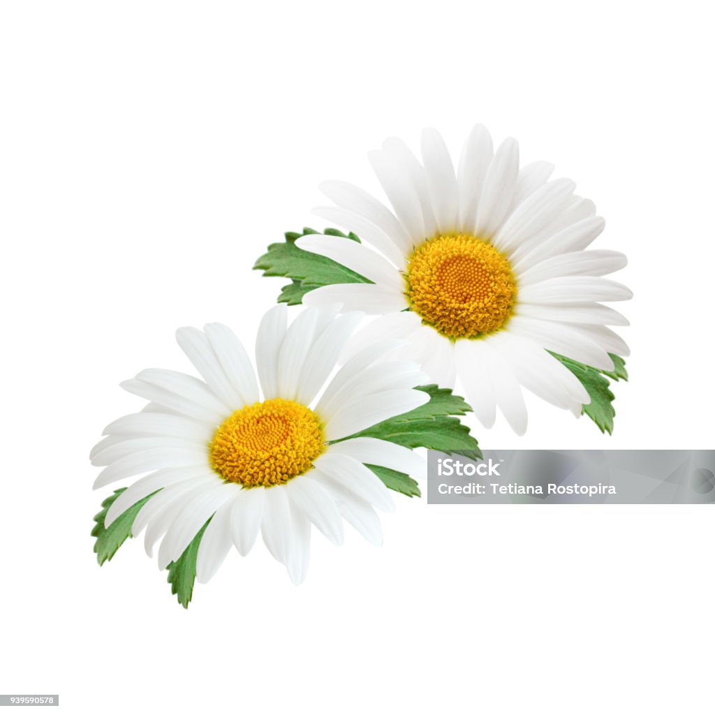 데이지 꽃의 잎에 고립 된 흰색 배경 0명에 대한 스톡 사진 및 기타 이미지 - 0명, 개체 그룹, 건강관리와 의술 - Istock