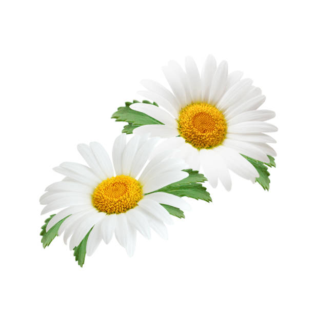 istock Composition of daisy flowers with leaves isolated on white background 939590578