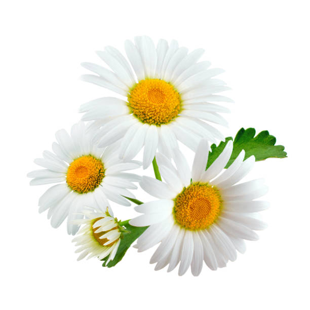 istock Composition of daisy flowers with leaves isolated on white background 939590590