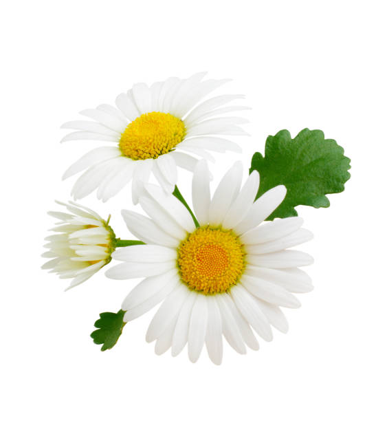 istock Composition of daisy flowers with leaves isolated on white background 939590592