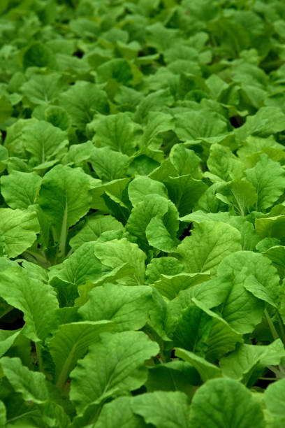 en el cultivo hidropónicos de invernadero de hortalizas - technology farm cameron highlands agriculture fotografías e imágenes de stock