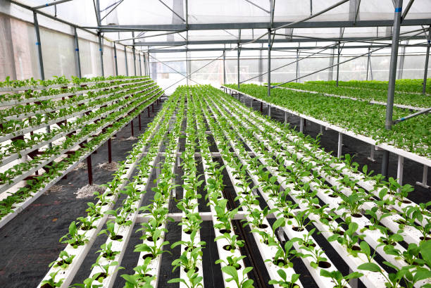 en el cultivo hidropónicos de invernadero de hortalizas - technology farm cameron highlands agriculture fotografías e imágenes de stock