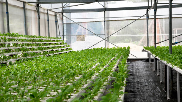 en el cultivo hidropónicos de invernadero de hortalizas - technology farm cameron highlands agriculture fotografías e imágenes de stock