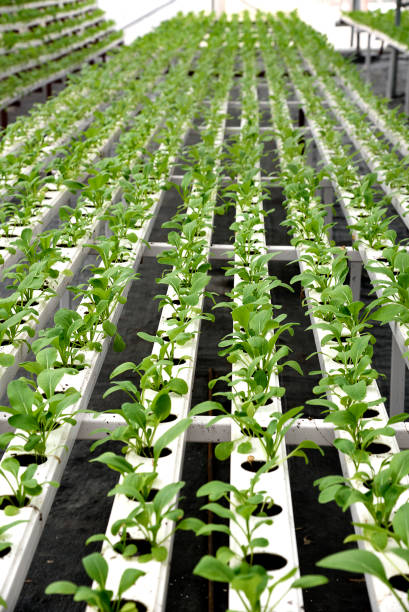 en el cultivo hidropónicos de invernadero de hortalizas - technology farm cameron highlands agriculture fotografías e imágenes de stock