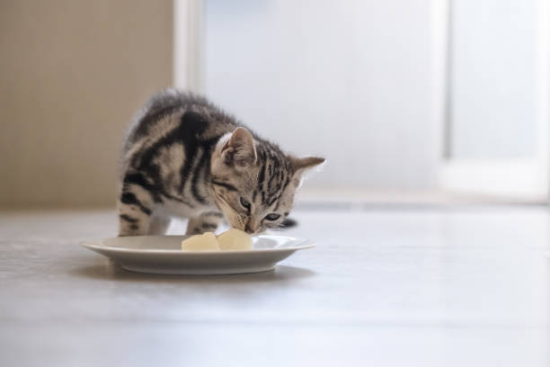 istock The cute kitten is eating. 939594326