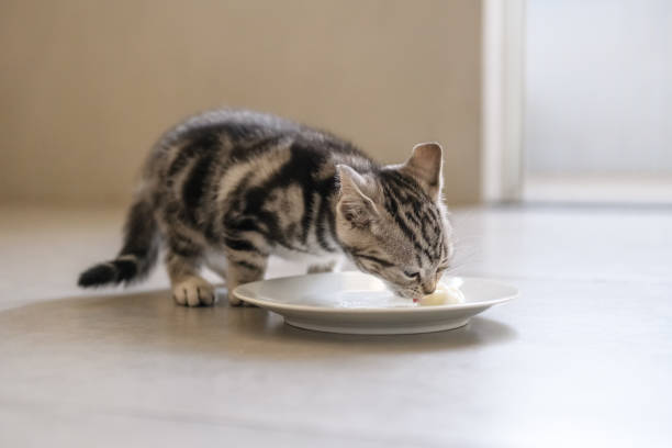 istock The cute kitten is eating. 939594338