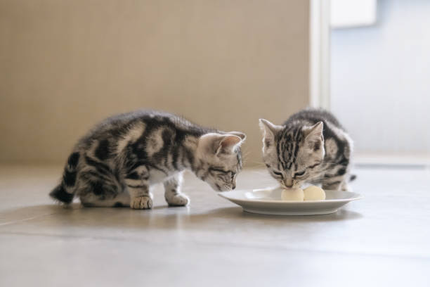 istock The cute kitten is eating. 939594352