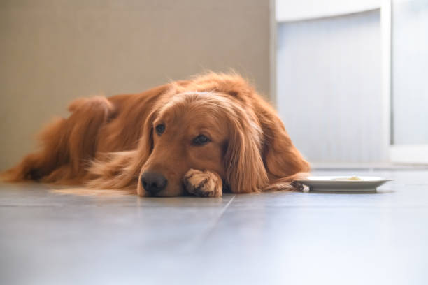 istock Cute golden retriever on the ground 939594368