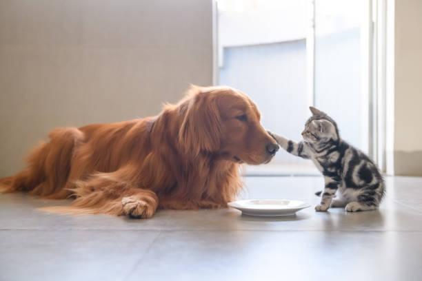 Cute kitty and Golden retriever Kitty and Golden Retriever share food pet equipment stock pictures, royalty-free photos & images