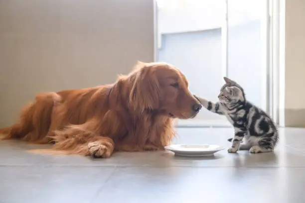 Photo of Cute kitty and Golden retriever