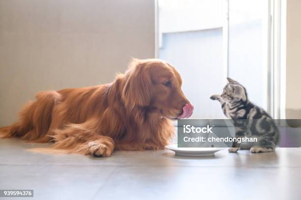 Photo libre de droit de Chat Mignon Et Golden Retriever banque d'images et plus d'images libres de droit de Chien - Chien, Chat domestique, Manger