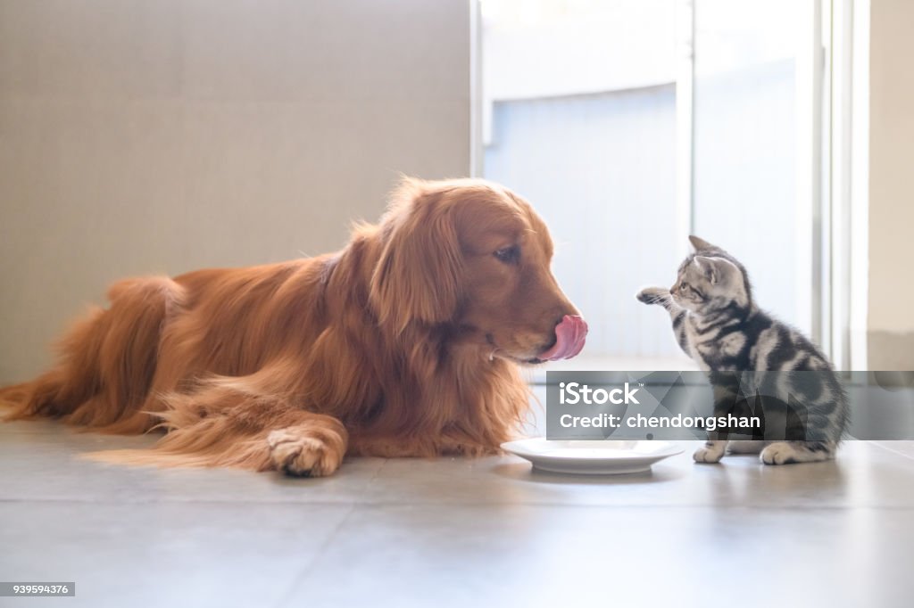 Cute kitty and Golden retriever Kitty and Golden Retriever share food Dog Stock Photo