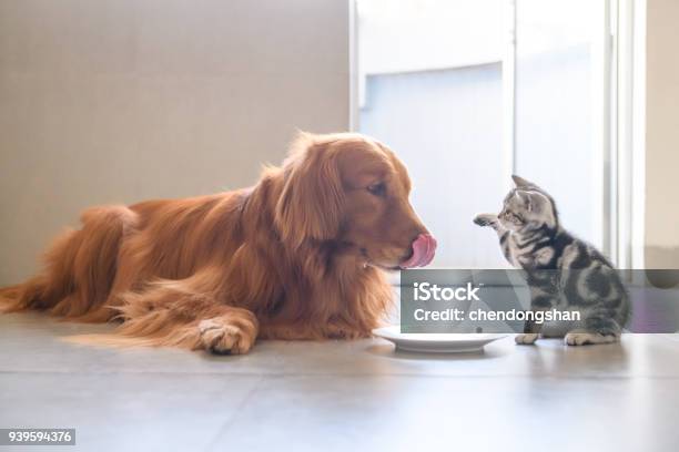 Cute Kitty And Golden Retriever Stock Photo - Download Image Now - Dog, Domestic Cat, Eating