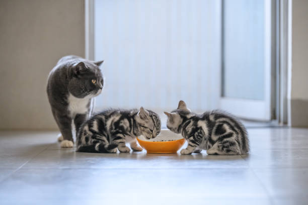 istock The cute kitten is eating. 939594388