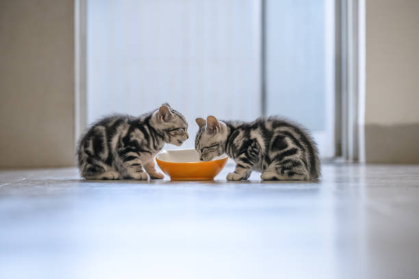 istock The cute kitten is eating. 939594396