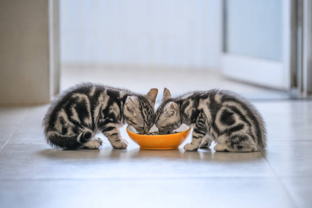 istock The cute kitten is eating. 939594400