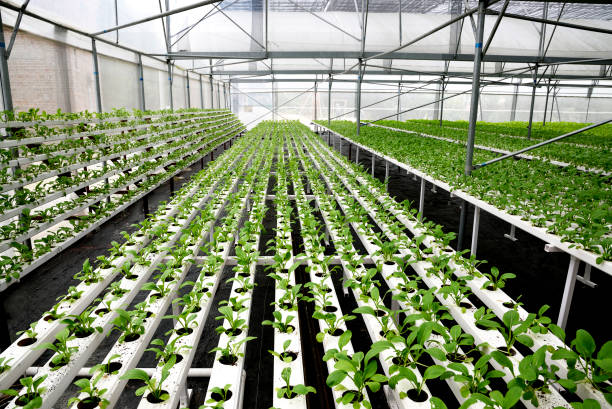 en el cultivo hidropónicos de invernadero de hortalizas - technology farm cameron highlands agriculture fotografías e imágenes de stock