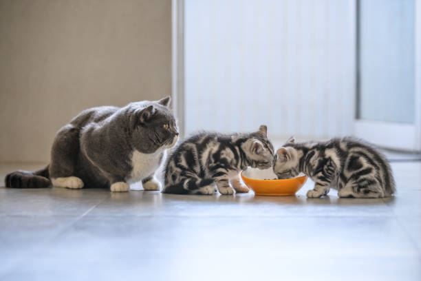 istock The cute kitten is eating. 939594408