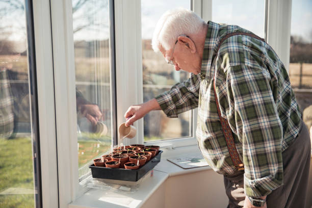 kontrolle über seine tomatenpflanzen - senior adult gardening freshness recreational pursuit stock-fotos und bilder