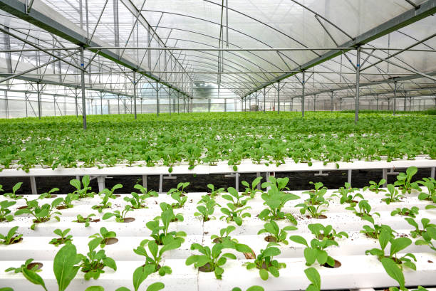 en el cultivo hidropónicos de invernadero de hortalizas - technology farm cameron highlands agriculture fotografías e imágenes de stock