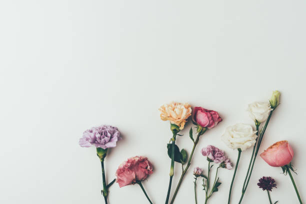istock top view of beautiful blooming flowers isolated on grey 939597932
