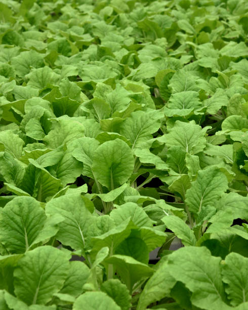 en el cultivo hidropónicos de invernadero de hortalizas - technology farm cameron highlands agriculture fotografías e imágenes de stock