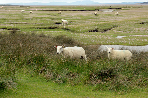 Grazing salt marsh lambs, sheep on the River Dwyryd Estuary, Gwynedd in North Wales, UK.