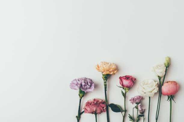 istock top view of beautiful blossoming flowers isolated on grey 939598162