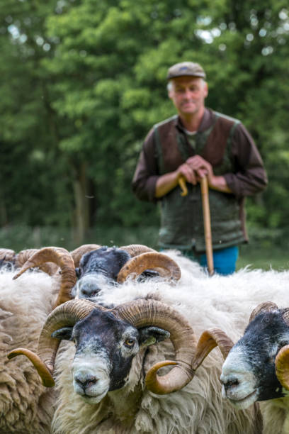 istock Shepherd leaning on his staff. Shepherd herding his flock of sheep, focus on sheep 939600658