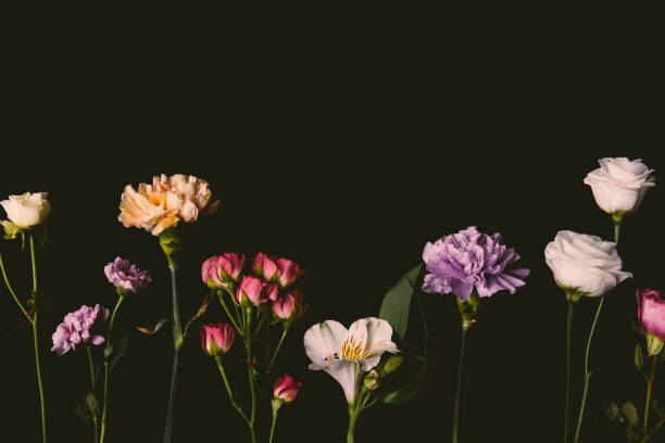 istock beautiful elegant blossoming fresh flowers isolated on black 939600692