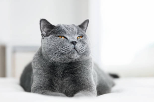 Sweet grey cat laying with eyes closed Sweet grey cat laying on the bed with eyes closed. British shorthair cat. british longhair stock pictures, royalty-free photos & images