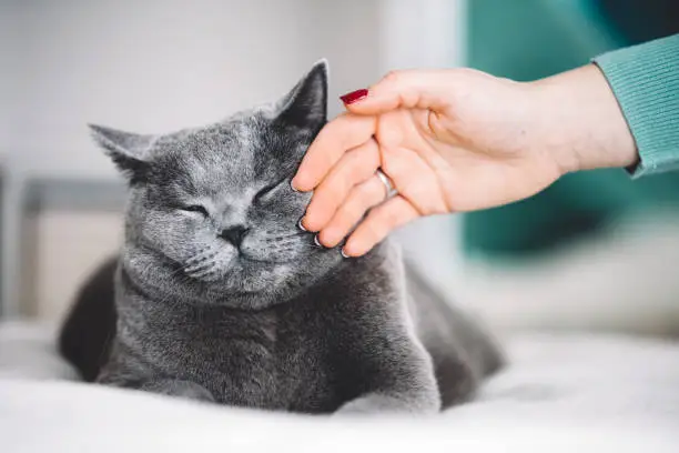 Photo of British shorthair cat stroked by a woman