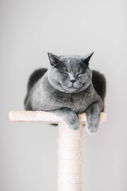 Sleepy cat laying on the scratcher. Purebred British shorthair cat laying on the scratcher with his eyes closed. Domestic animal. british longhair stock pictures, royalty-free photos & images