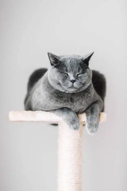 Photo of Sleepy cat laying on the scratcher.