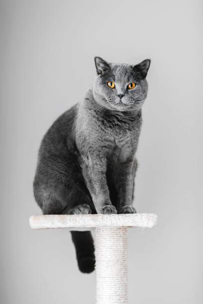 istock Majestic grey purebred cat sitting on the scratcher 939601798